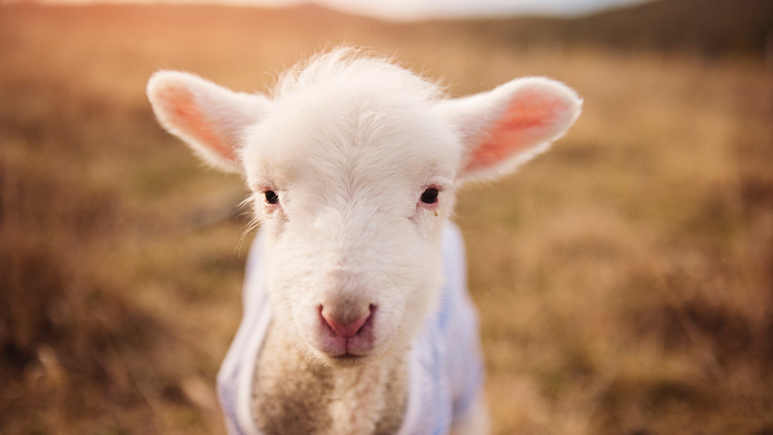 开云kaiyun-新疆男篮提高防守专注度降低失分风险,新疆男篮官宣