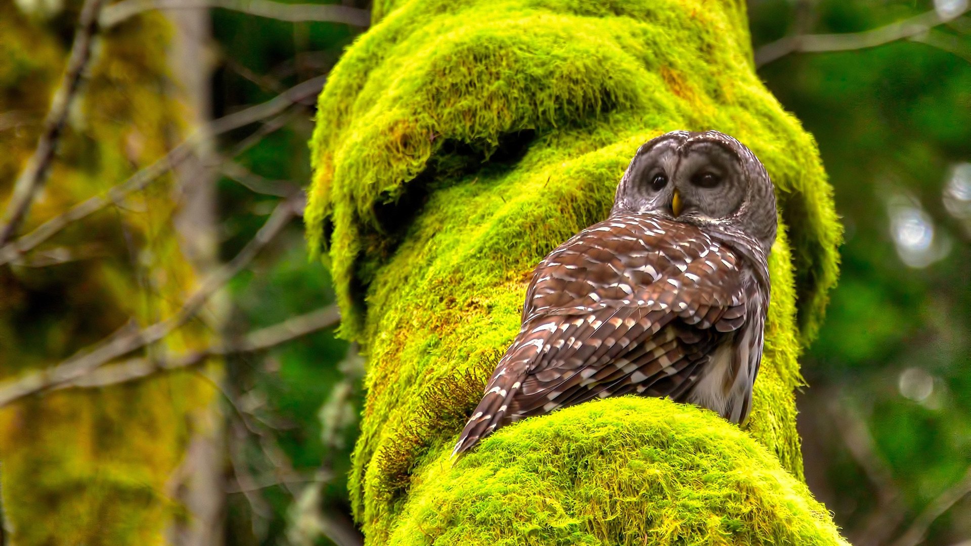 开云·体育官网-美国队在国际乒联混合团体世界杯中的团体协作亮点，美国乒乓球队名单