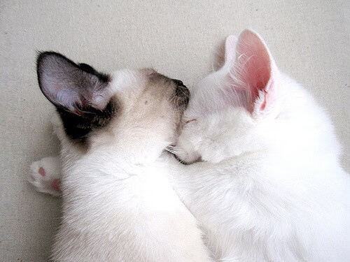 开云·体育官方网站入口-中国足球青训教练员实战经验分享活动频繁，中国足协精英青训教练培训课程