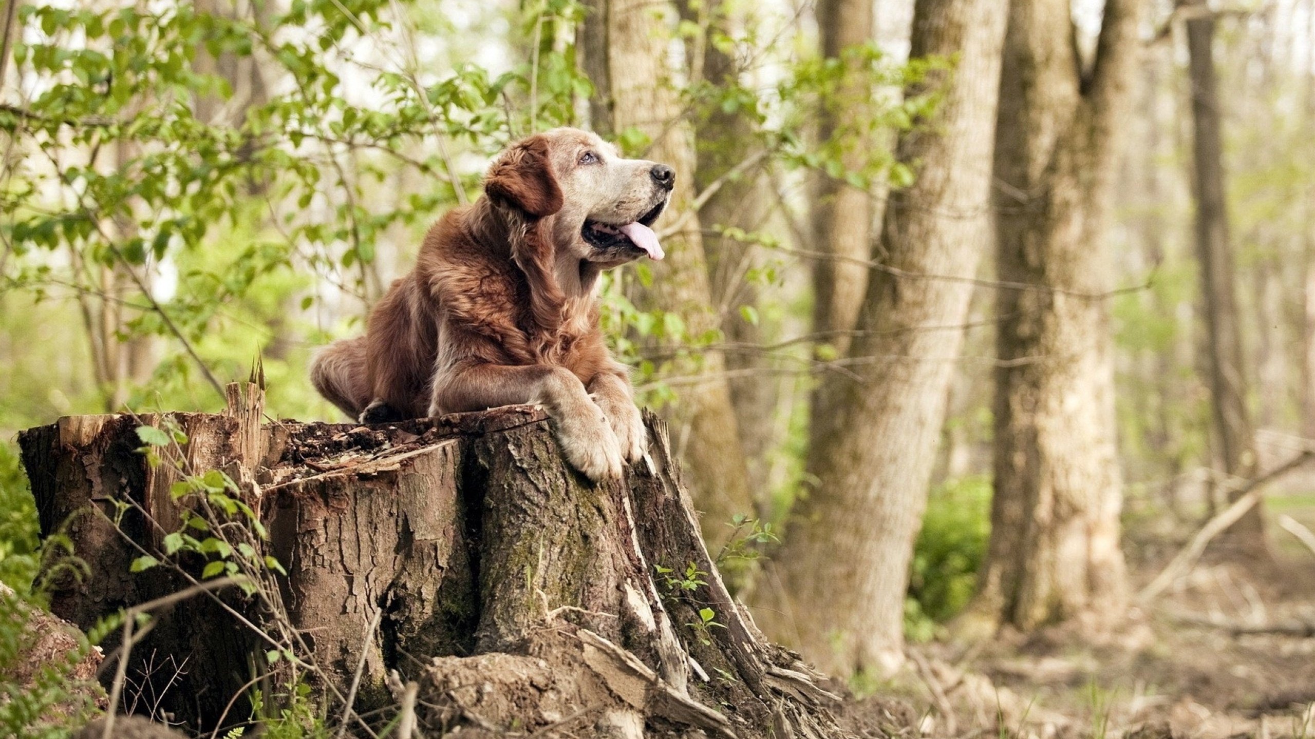 开云网页版-丹·卡特：全黑队进攻机器中的智者与控制者，丹特巅峰水平