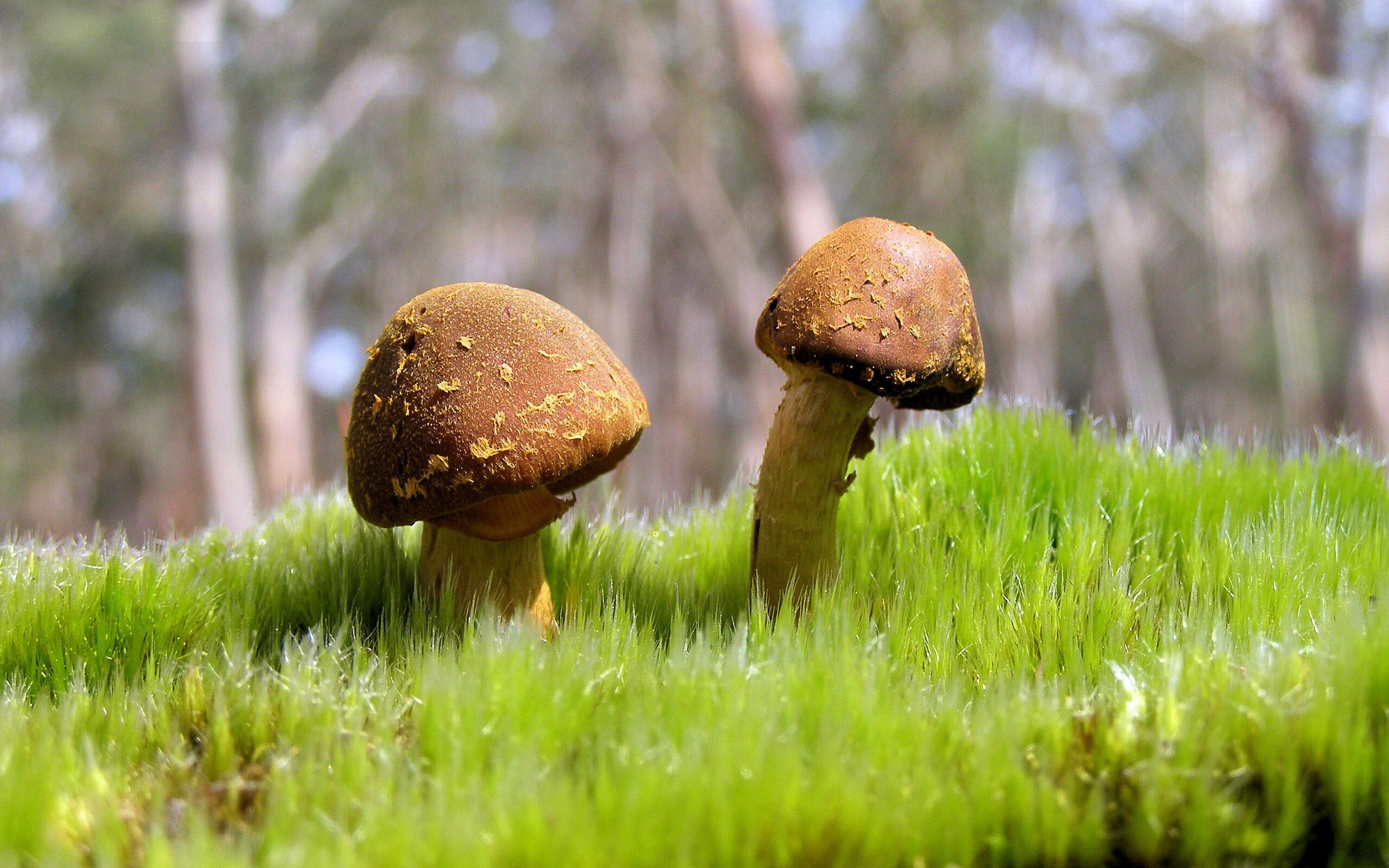 kaiyun中国官方网站-吉尔吉斯斯坦女篮在欧洲预赛中奋勇前行,期待突破,吉尔吉斯斯坦南方女王