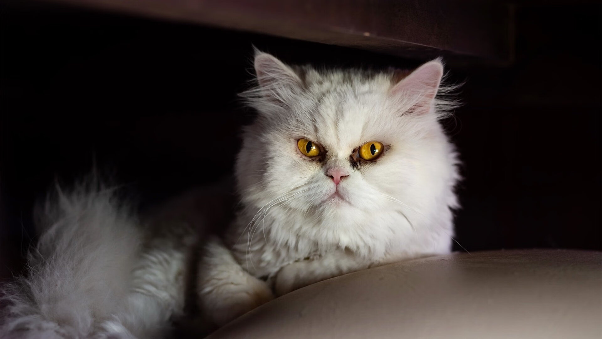 开云APP-国家队训练基地向全国青年开放媒体参观通道，国家体育总局国家队训练基地