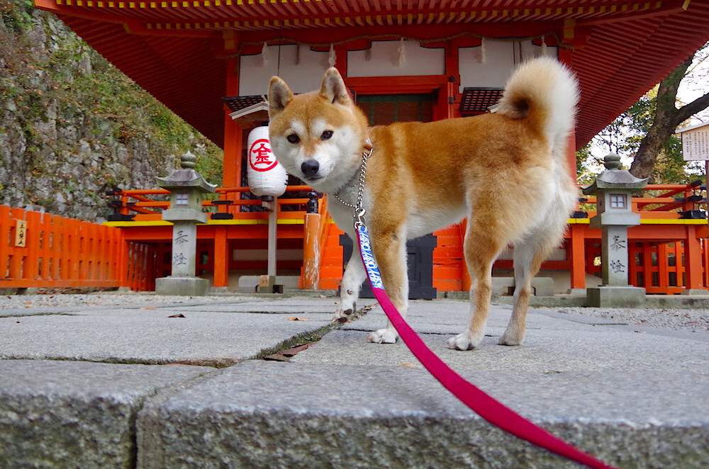 开云APP-意甲快速反击:瞬间突破,赢得满堂彩!,意甲对阵