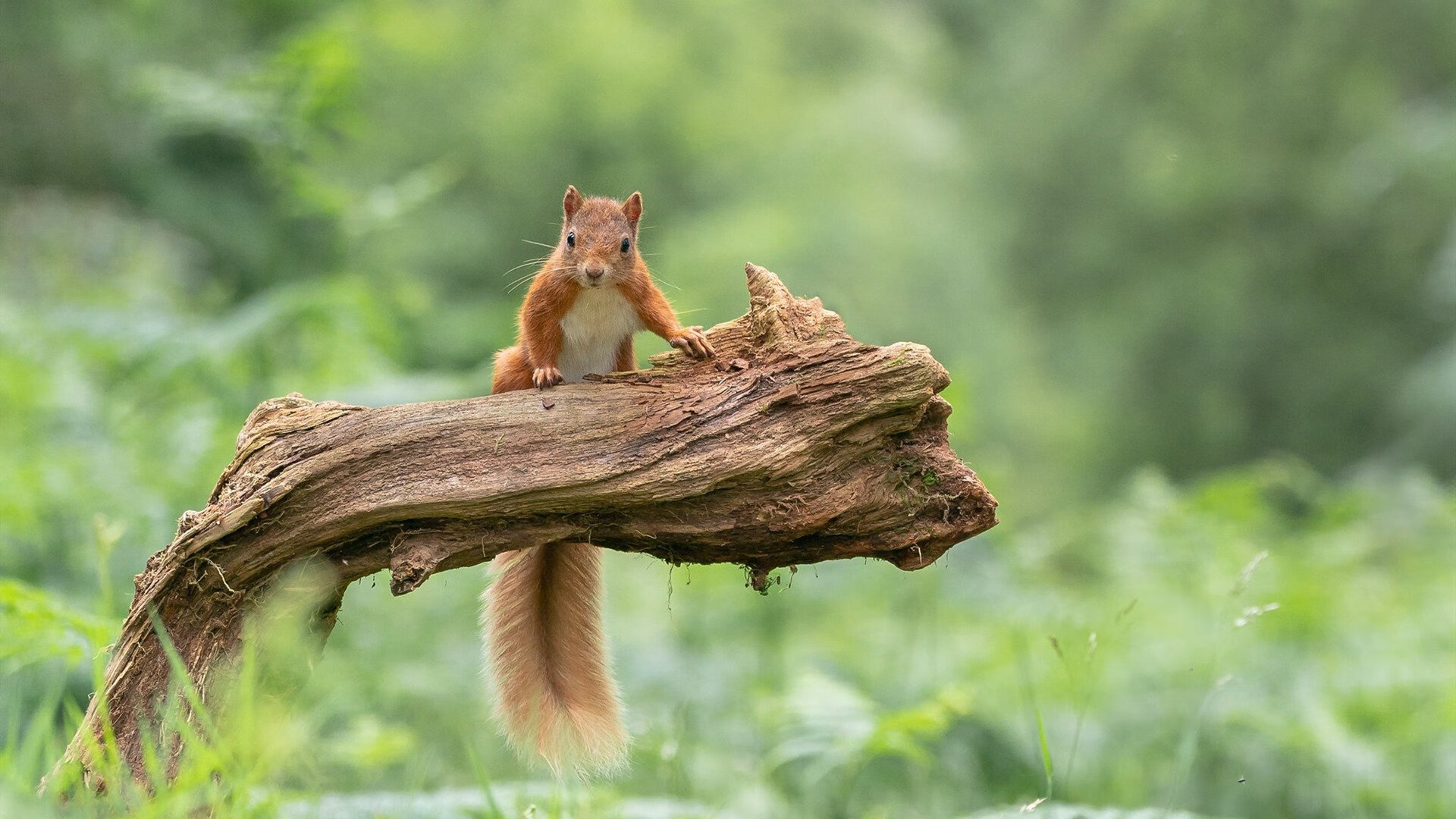 开云·体育官方网站入口-渡边一平蛙泳动作协调速度惊人