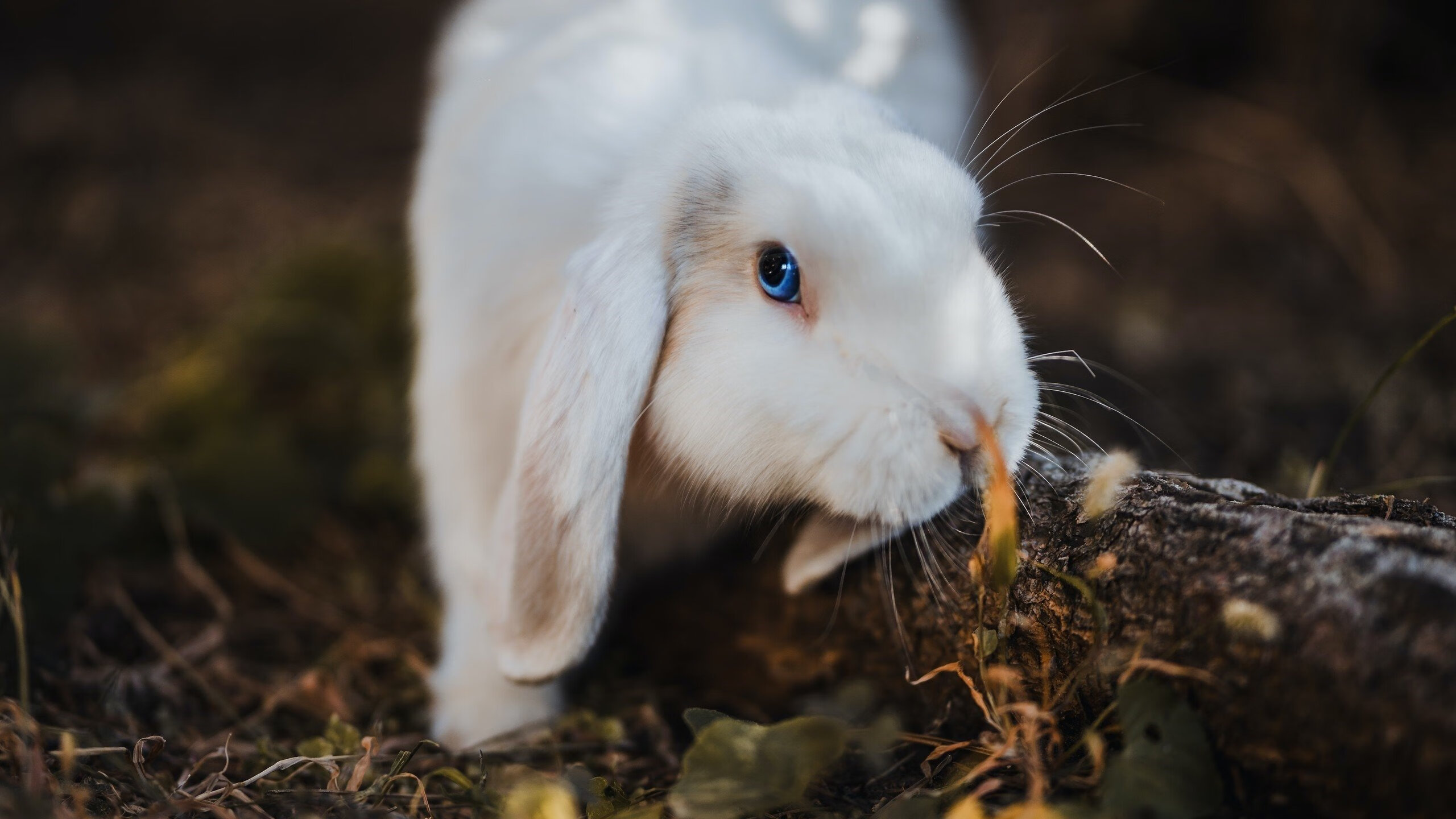 开云官方网页登录-蛙泳冲刺比利时节奏精准,蛙泳比赛规则视频