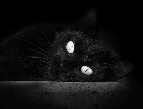 开云官网-跳水动作难度升级荷兰挑战成功,跳水 execution